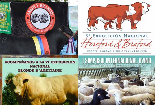Feria Nacional Ganadera, Corferias, actividades en corferias, Feria Nacional Angus & Brangus, Exposición Nacional Hereford y Braford, Feria Nacional Blonde D´Aquitaine, Simposio Internacional de Ovinos, Feria Asoovinos, ganaderos de colombia, asociaciones ganaderas de Colombia, CONtexto ganadero