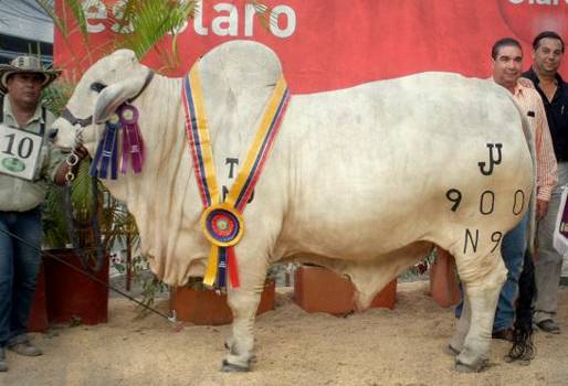 Feria, ganadera, ganado, exposición, juzgamiento, Sincelejo, Sucre