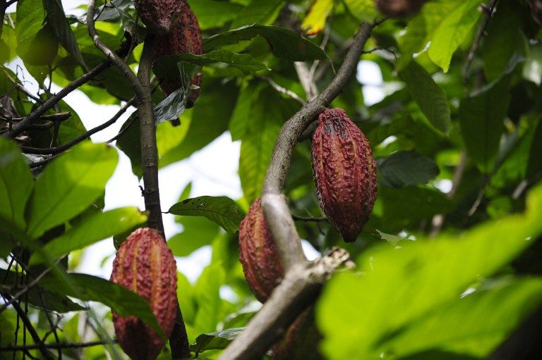 El año pasado, Ecuador exportó 205 mil toneladas de cacao. Foto: AFP. cacao ecuador