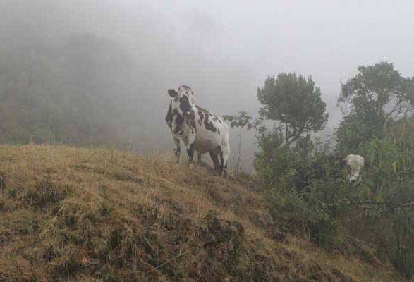 Ganadería, ganadería colombia, noticias ganaderas, noticias ganaderas colombia, CONtexto ganadero, seguro agropecuario cundinamarca, isacund, isacund cundinamarca, Gobernación de Cundinamarca, segurio agropecuario agricultores cundinamarca