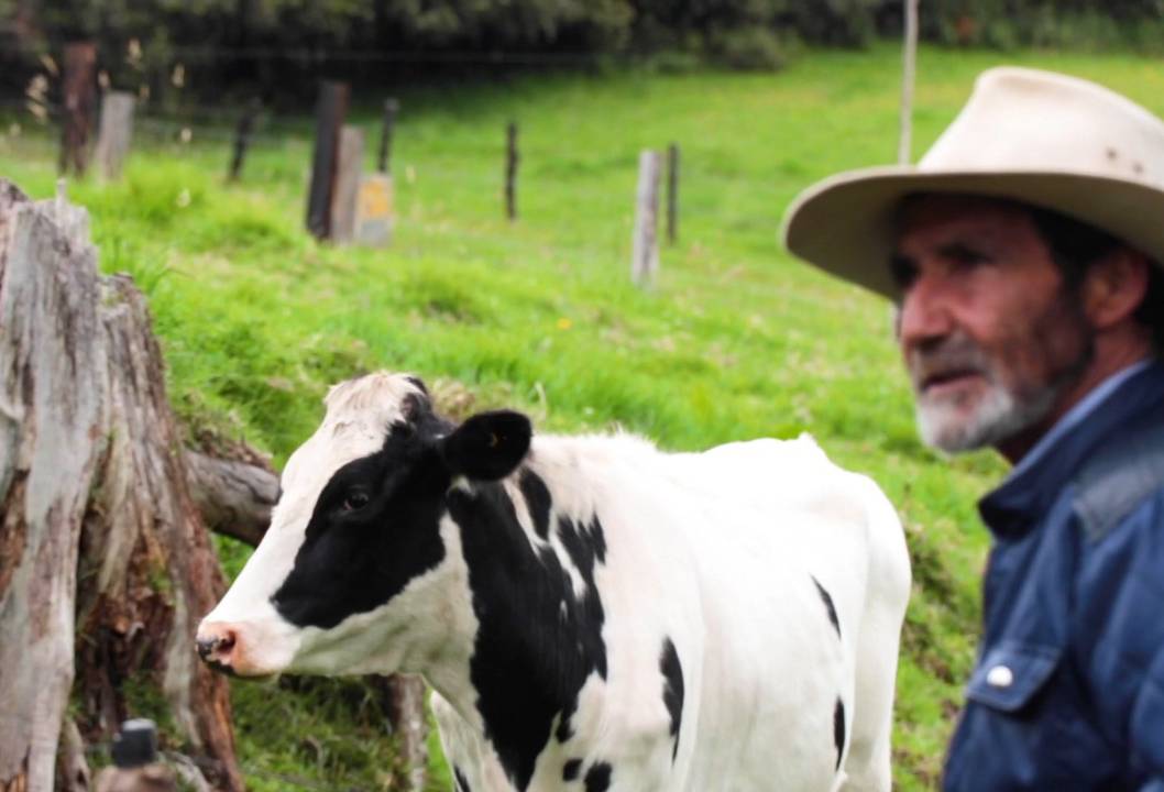 Ganadería, ganadería colombia, noticias ganaderas, noticias ganaderas colombia, CONtexto ganadero, mejoramiento genético, mejoramiento genético en boyacá, gobernación de boyacá, ministerio de agricultura, 