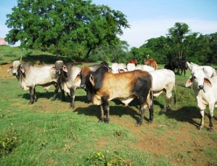 Las Ferias se realizarán en los municipios de Sincé y Pijiño. Foto: Agrocedro. Feria ganadera cedro