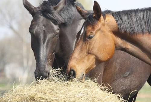 Ganadería, ganadería colombia, noticias ganaderas, noticias ganaderas colombia, CONtexto ganadero, caballos, cuidados de los caballos, alimentación de los caballos, hidratación de los caballos, manejo de los caballos, dieta de los caballos