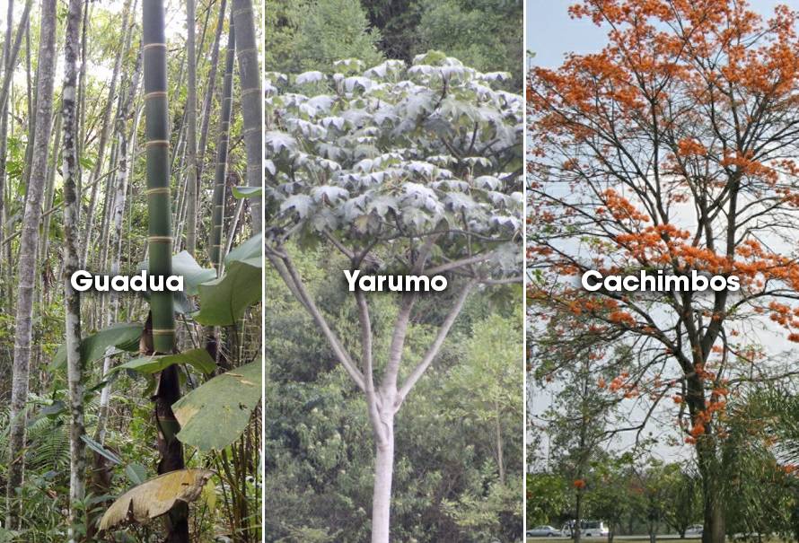 Árboles protectores nacimientos de agua