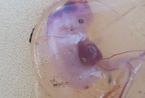 7 tipos de factores que pueden provocar muerte embrionaria o aborto (parte  1) | CONtexto Ganadero