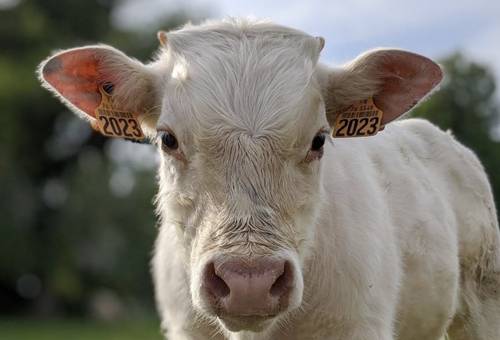 genetica bovina cuernos