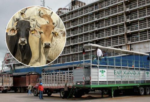 curso bienestar animal transporte marítimo de bovinos