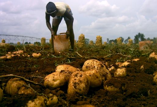 El Fondo Nacional de la Papa está aprobado por el presidente de la República, lo que falta es el reglamento del fondo en el cual se viene trabajando. Foto: Cortesía. Congreso papero, producción de papa, fondo papero
