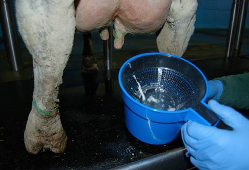 ordeño manual, ordeño mecánico, despunte, vacas, leche, calidad, mastitis, ganaderos, Ganadería
