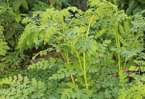 ganadería, ganadería colombia, noticias ganaderas, noticias ganaderas colombia, contexto ganadero, moringa, moringa para bovinos, moringa para comida de vacas, moringa para vacas, moringa reducción de metano, metano, gases de efecto invernadero, moringa reduciría metano de eructos de vacas