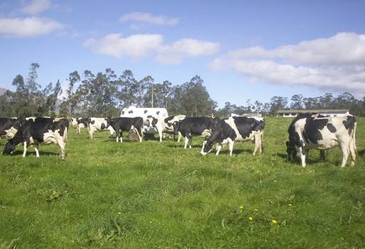 Número de predios certificados libres de brucelosis bovina 2018, Ganaderos Colombia predios libres brucelosis, ganaderos predios libre de brucelosis, vacunas contra brucelosis, falta interés vacunación brucelosis, costo vacuna brucelosis, ICA predios libres de brucelosis 2018, predios libres de brucelosis 2017, ICA predios libre de brucelosis 2017, CONtexto ganadero, ganaderos colombia, noticias ganaderas colombia