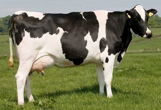 Belleza de las vacas, características fenotípicas, aspecto físico bovinos, aspecto físico vacas, belleza bovinos, productividad bovinos, definición belleza vacas, definición belleza bovinos, belleza bovinos fedegán, CONtexto ganadero, ganaderos Colombia