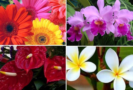 Dia de la madre, flores Colombia