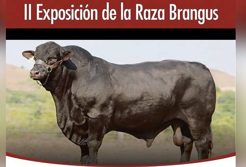 asobrangus, producción brangus, producción angus, día de campo  angus y brangus, fomento de la raza  angus y brangus