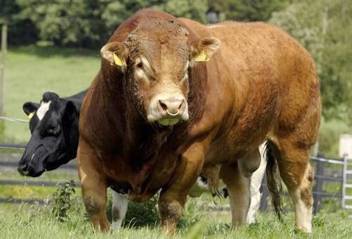 toro gordo valores estimados de cria