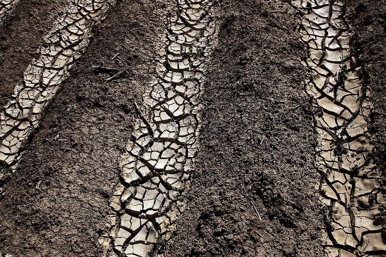 No cometa estos 7 errores si quiere salvar su ganado en época de sequía |  CONtexto Ganadero