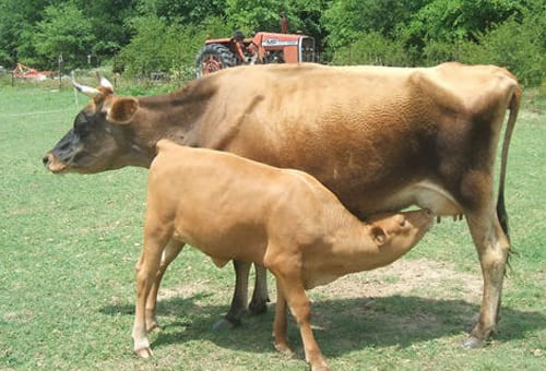 Todo lo que debe saber sobre el anestro | CONtexto Ganadero