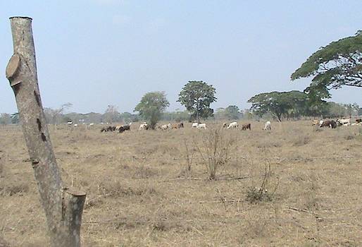 Córdoba, Ciénaga de Oro, Sahagún, Chimá, Chinú, Lorica, Purísima, Momil, Cotorra, Sequía, Verano, falta de pastos, falta de agua, afectaciones colombia fenómeno de el niño, afectaciones cambio climático, crisis en la producción de forrajes, fenómeno de El Niño, CONtexto ganadero, ganaderos colombia, ganaderos córdoba