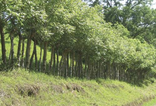 silvopastoriles, Nariño, cercas vivas, bancos intensivos de proteína, protección de acuíferos, árboles dispersos, oferta forrajera, sistemas de alimentación, calidad, inocuidad, leche, trópico alto, animales, pasturas, familia, Agrosavia, obonuco, acuífero, caudal, calidad del agua, arbóreas, arbustivas, banco de germoplasma, densidades de siembra, edades de corte, Ganadería, ganadería colombia, noticias ganaderas colombia, CONtexto ganadero