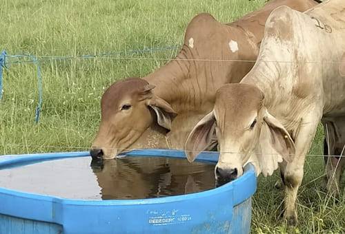 requerimientos de agua para ganado de carne