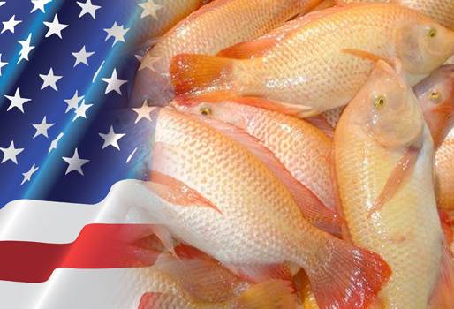 tilapia colombia