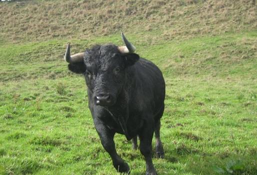 Ganadería Dosgutiérrez, encaste de Murube y Santa Coloma, indultos toro Trabalenguas, toro Contratista, criadores en el páramo, hechuras ideales, Ernesto Gutiérrez, CONtexto Ganadero, Noticias de ganadería colombiana.