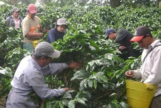 Recolección cosecha cafetera
