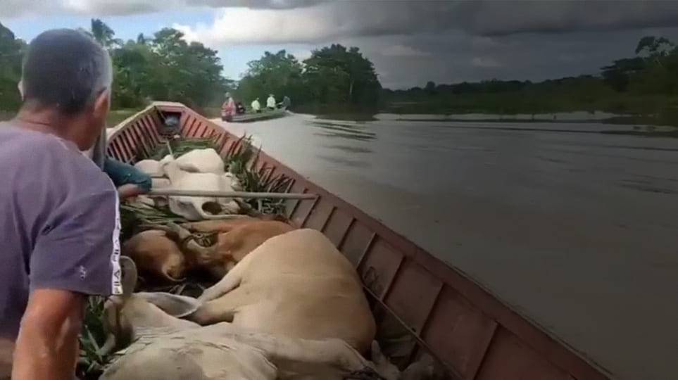 La Mojana, Región de La Mojana, Ola invernal, situación de desastre nacional, emergencia alimentaria bovina, Fedegán, Acciones de mediano plazo mitigar desastre invernal sector pecuario, Duque, José Félix Lafaurie, vacas, vacas Colombia, lechería, bovinos, ganadería bovina, ganadería bovina Colombia, noticias ganaderas, noticias ganaderas Colombia, contextoganadero
