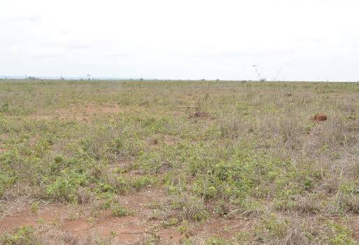 ganadería, ganadería colombia, noticias ganadera colombia, contexto ganadero, rotación, manejo de carga, aforo, siembra, repuuoerar pastos, pastos, terrenos, tierras, potreros, establos, animales, ganado, verano, invierno, planeación forrajera, forraje, pasturas, ganaderos, ganaderos Colombia, secos, prados