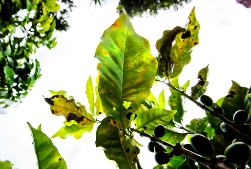 Riesgo de propagación del hongo de la roya en Costa Rica, Café Costa Rica, CONtexto ganadero, ganadería Colombia