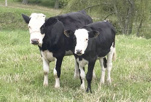 simhol, Simmental, holstein, cruzamiento, producción de leche, doble propósito, carne, pasrtos, longevidad, fertilidad, problemas sanitarios, rentabilidad, hato, células somáticas, grasa, proteína, condiciones corporales, preñez, días abiertos, kikuyo, Ganadería, ganadería colombia, noticias ganaderas colombia, CONtexto ganadero