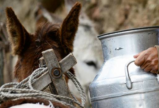 acopio de leche en mula, transporte de leche en mula, falta de vías de acceso en Putumayo, falta de vías en Putumayo, caminos de herradura en Putumayo, producción de leche en Mayoyoque, ganaderos de Mayoyoque, CONtexto ganadero