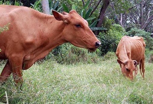 “El tema de la sostenibilidad y del equilibrio es fundamental para todos los ganaderos, grandes o pequeños”, dijo Juan Bernardo Villegas. Foto: agronoticias Equilibrio en sostenibilidad y ambiente, ganadería colombiana sostenible, cambiar esquemas de producción, comer proteína de insectos o de laboratorio, invitación a innovar, CONtexto ganadero, noticias de ganadería colombiana.