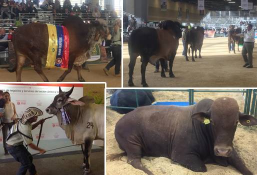 Agroexpo 2017 primer día, primer día Agroexpo jueves 13 de julio, agroexpo 2017, XXI versión Agroexpo 2017, agroexpo ganadería, Agroexpo Corferias Bogotá, ganadería colombia, CONtexto ganadero, ganaderos colombia