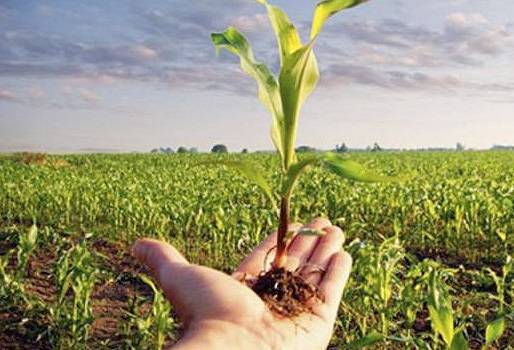 Seguro agropecuario, seguro de la Nación, eventos externos a la producción, constituir seguro, pagos de seguro, no cubren pagos de seguro, perdida de inversión, dejar atrás temor y riesgo, cobertura 360, seguro de inversión, La Nación responsable, acabar con el temor, acabar con el riesgo, seguro de inversión, CONtexto ganadero, noticias de ganadería colombiana.