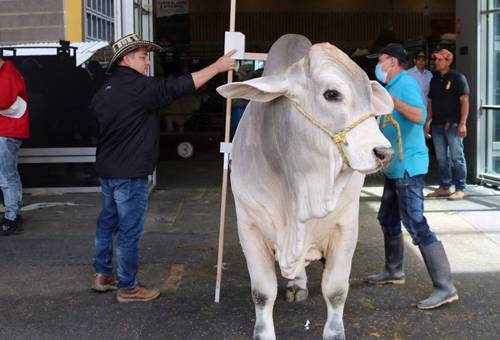 Altura de la vaca, tamaño de la vaca, altura del bovino, altura del toro, altura ganado bovino, frame, tamaño ganado bovino, tamaño del bovino, productividad bovina, eficiencia bovina, consumo de alimento, mejoramiento genético, manejo animal, producción de leche, producción de carne, importancia de la altura en vacas, ganado bovino, Ganadería, ganadería colombia, noticias ganaderas, noticias ganaderas colombia, CONtexto ganadero, contextoganadero