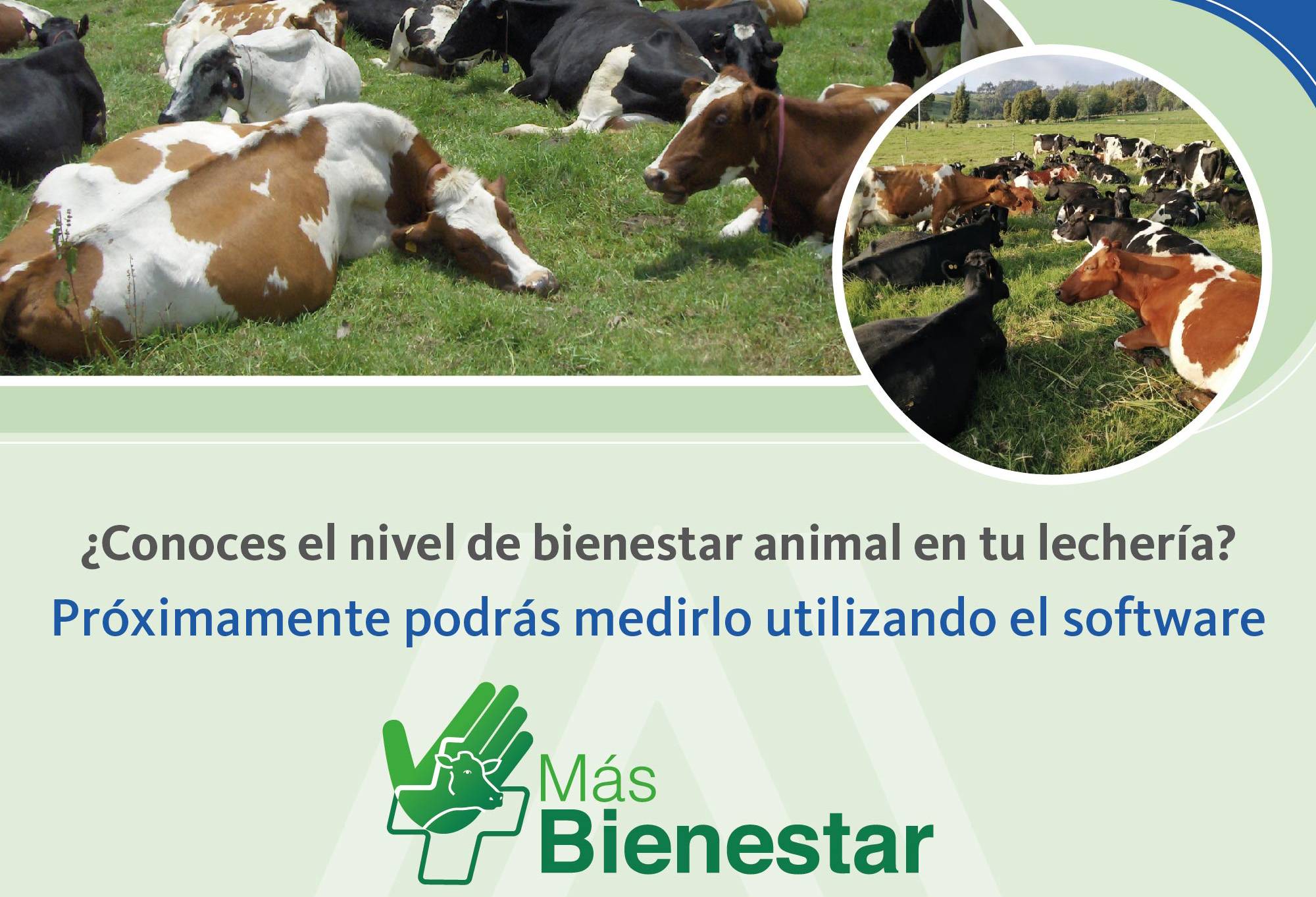 Bienestar Animal, másbienestar, másbienestar agrosavia, Agrosavia, fredy garcía castro, producción ganadera, condiciones, condiciones de vida, crianza, transporte, sacrificio, producto alimenticio, calidad sanitaria, competitivo, mercados, precios, tendencias, consumidores, sintiente, libertades, hambre, sed, desnutrición, condición corporal, Cambios metabólicos, requerimientos nutricionales, etapa productiva, lactancia, aforo, Praderas, instalaciones, Trabajadores, dolor, lesiones, enfermedades. Prevención