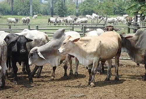 sector ovino en Santander, productores ovinos en Santander, producción de carne ovina, producción de genética ovina, CONtexto ganadero