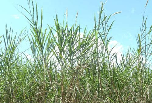 Ganadería, ganadería colombia, noticias ganaderas, noticias ganaderas colombia, CONtexto ganadero, pasto castilla, toxicidad pasto castilla, produccion de pasto castilla, potencial de produccion pasto castilla, bondades del pasto castilla, valor nutritivo del pasto castilla