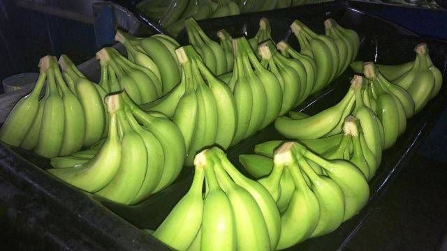 Ganadería, ganadería colombia, noticias ganaderas, noticias ganaderas colombia, CONtexto ganadero, ICA, Asbama, augura, Cenibanano, fusarium oxysporum raza 4 tropical, Foc R4T, enfermedad del banano, enfermedad del banano en colombia, plagas, plagas colombia, PMU fusarium, pmu guajira, pmu urabá, pmu magdalena, fusarium colombia, medidas fusarium colombia