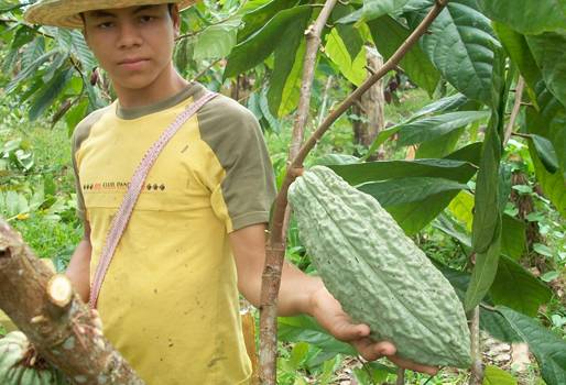 cultivo cacao certificación