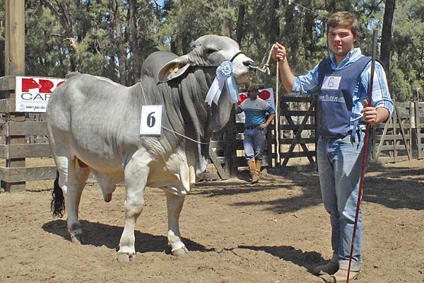 El evento contó con un aforo que superó los 3 mil asistentes y dio a conocer los grandes campeones de las razas Brangus, Braford y Brahman. Foto: Cortesía El Liberal Feria ganadera ExpoBra 2013 en Argentina