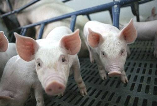 sector porcícola, Sector porcícola de Colombia, visita de Estado a China, exportacón de cerdo colombiano a China, porkcolombia