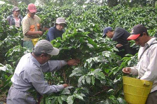Recolección de café colombiano