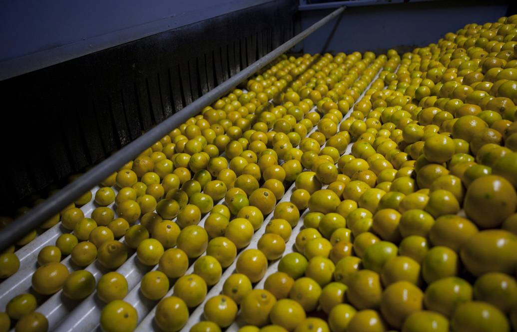 ganadería, ganadería colombia, noticias ganaderas, noticias ganaderas colombia, contexto ganadero, Servicio Nacional de Sanidad y Calidad Agroalimentaria, Senasa, Sistema Informático de Trazabilidad Citrícola, SITC, Unión Europea, Estados Unidos, China, México, Corea del Sur, exportación de cítricos, tecnología blockchain, director de Comercio Exterior Vegetal del Senasa, Martín Delucis, Blockchain Federal Argentina, BFA, 