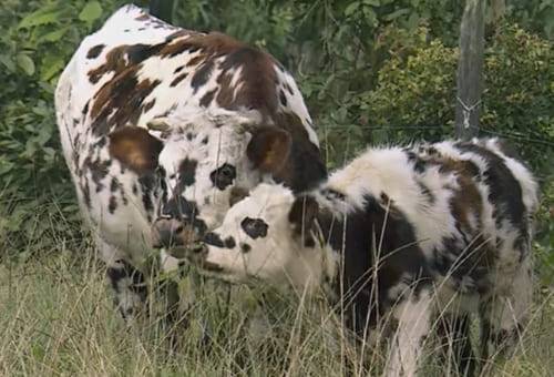 cría, becerro, vaca, destete, alimentación, maíz, palmiste, pérdida de peso, cuidado, animales, parto, amamantar, leche, protocolo, lazos, dependencia, dieta, Agua, pastos, forraje, pastoreo, potrero, proteína, energia, materia seca, Ganadería, ganadería colombia, noticias ganaderas colombia, CONtexto ganadero