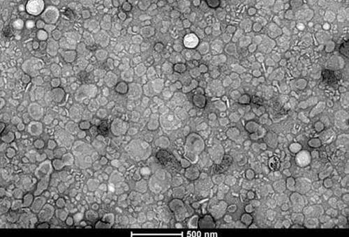 ganadería, ganadería colombia, noticias ganaderas, noticias ganaderas colombia, contexto ganadero, leche de vaca, leche de vaca para farmacos, leche de vaca en farmacos, medicamentos para el corazón, ataque al corazón 
