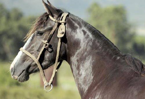 evaluación hidroelectrolítica en equinos, bienestar de los equinos, deshidratación en equinos, Salud Animal, consumo de sal en equinos