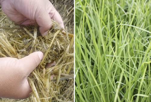 Pasto kikuyo y ensilaje de avena, kikuyo avena producción de leche, calidad composicional leche, Cultivar avena para ensilar, tipos de avena, avena en la ganadería, la ganadería y los ensilajes, ganadería ensilajes y forrajes, ganado bovino, ganadería bovina, carne, leche, ganaderos, ganaderos colombia, ganado, vacas, vacas Colombia, bovinos, Ganadería, ganadería colombia, noticias ganaderas, noticias ganaderas colombia, CONtexto ganadero, contextoganadero