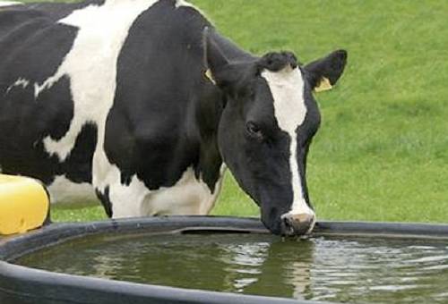 Ganadería, ganadería colombia, Ganadería colombiana, CONtexto ganadero, noticias ganaderas, noticias ganaderas colombia, ganaderías de leche, lecherías, leche, ganado de elche, agua en ganaderias de leche, vacas necesitan más leche, ganaderos, ganaderos colombia, bebederos, parásitos, calidad leche
